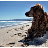 White beaches in De Kelders